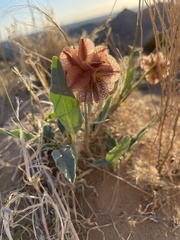 Tripterocalyx carneus