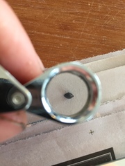 Muehlenbeckia complexa complexa