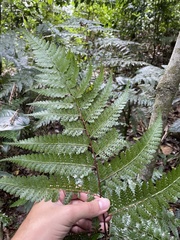 Dennstaedtia bipinnata