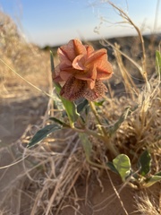 Tripterocalyx carneus