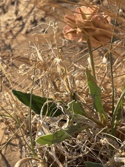 Tripterocalyx carneus