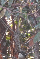 Ptiloris paradiseus