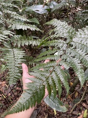 Dennstaedtia bipinnata