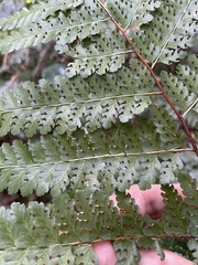 Dennstaedtia bipinnata