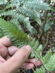 Dennstaedtia bipinnata