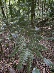 Dennstaedtia bipinnata