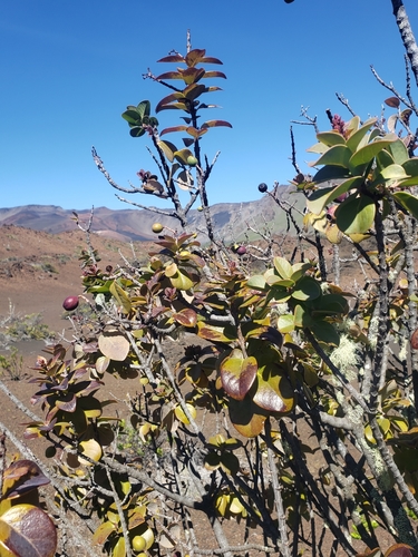 Image of Santalum haleakalae by no rights reserved