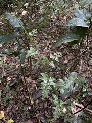 Dennstaedtia bipinnata