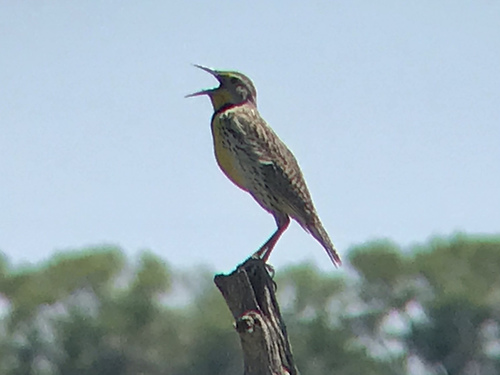 Western Meadowlark