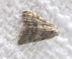 Nola desmotes