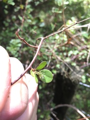 Muehlenbeckia complexa complexa