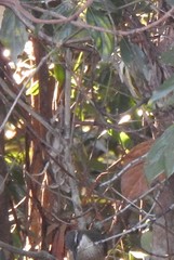 Ptiloris paradiseus