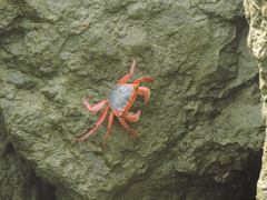 Metopograpsus