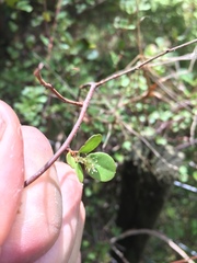 Muehlenbeckia complexa complexa