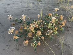 Tripterocalyx carneus