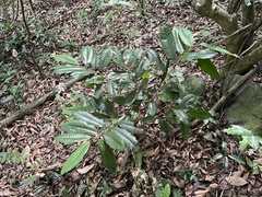 Chrysophyllum argenteum