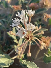 Tripterocalyx carneus