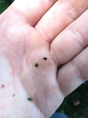 Muehlenbeckia complexa complexa