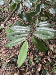 Chrysophyllum argenteum