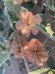 Tripterocalyx carneus