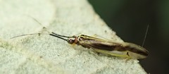 Aphyopsocus prolixus