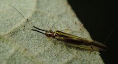 Aphyopsocus prolixus