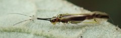 Aphyopsocus prolixus