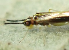 Aphyopsocus prolixus