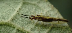 Aphyopsocus prolixus