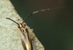 Aphyopsocus prolixus