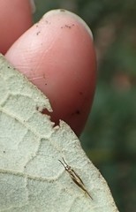 Aphyopsocus prolixus