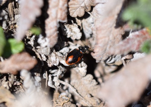 Ceratomegilla ulkei ulkei photographed in Alaska