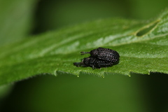Microrhopala excavata