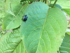 Sehirus cinctus albonotatus