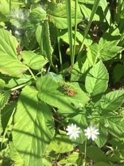 Stellaria graminea