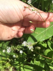 Stellaria graminea