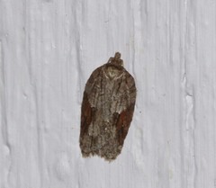 Acleris ptychogrammos