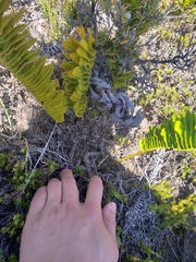 Polypodium pellucidum vulcanicum