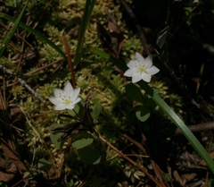 Lysimachia europaea