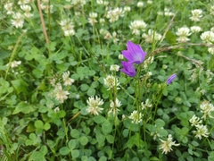 Campanula patula