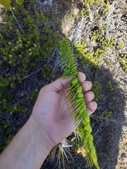 Polypodium pellucidum vulcanicum
