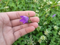 Campanula patula