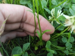 Campanula patula