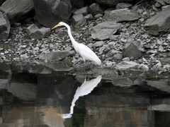 Ardea alba