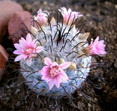 Mammillaria perezdelarosae