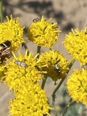 Lithariapteryx abroniaeella