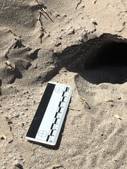 Dipodomys deserti
