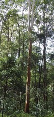 Eucalyptus propinqua