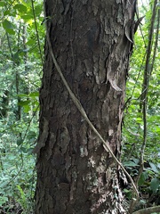 Prunus occidentalis