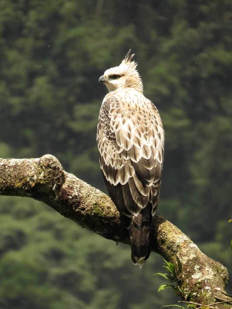 Black-And-Chestnut Eagle